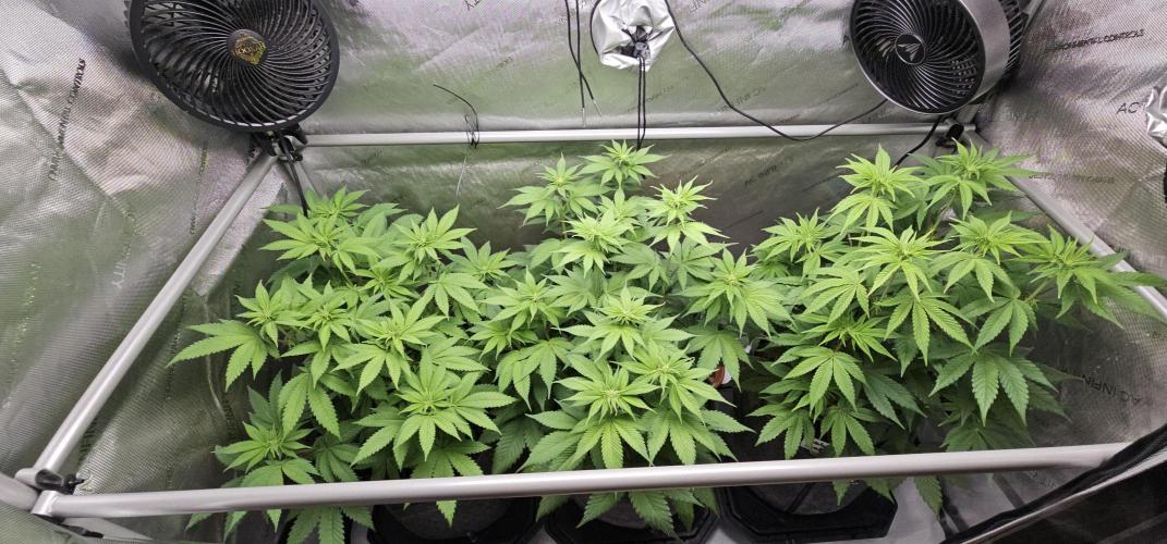 EliteFree Zone 3 Strains 1 Tent Zero Ego. Week 7 - 17.3