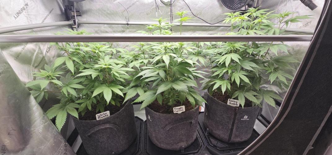 EliteFree Zone 3 Strains 1 Tent Zero Ego. Week 7 - 17.3
Blüte Tag 12