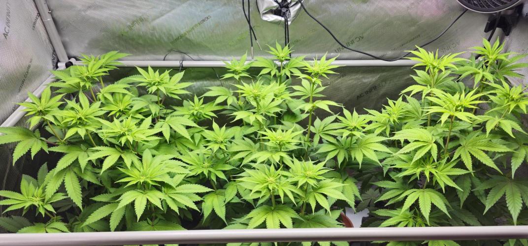 EliteFree Zone 3 Strains 1 Tent Zero Ego. Week 7 - 19.3
