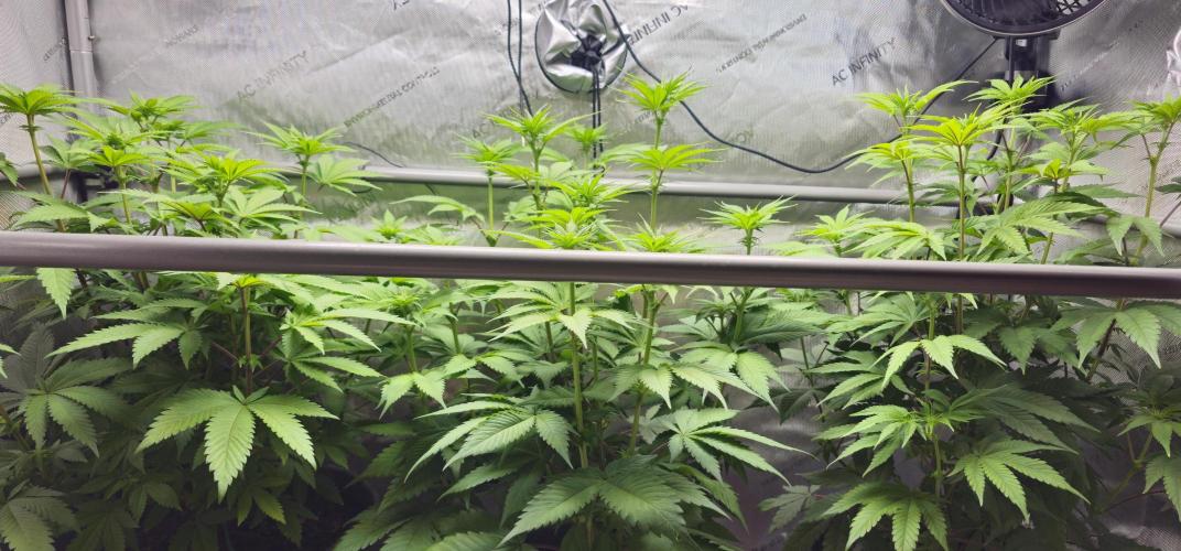 EliteFree Zone 3 Strains 1 Tent Zero Ego. Week 7 - 19.3 
Blüte tag 14