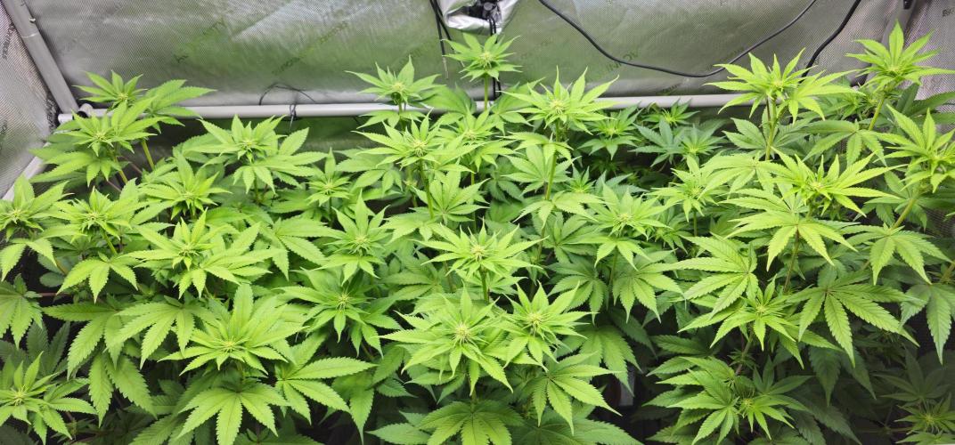EliteFree Zone 3 Strains 1 Tent Zero Ego. Week 8 - 21.3
BT 16