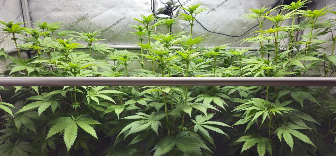 EliteFree Zone 3 Strains 1 Tent Zero Ego. Week 8 - 21.3
BT 16