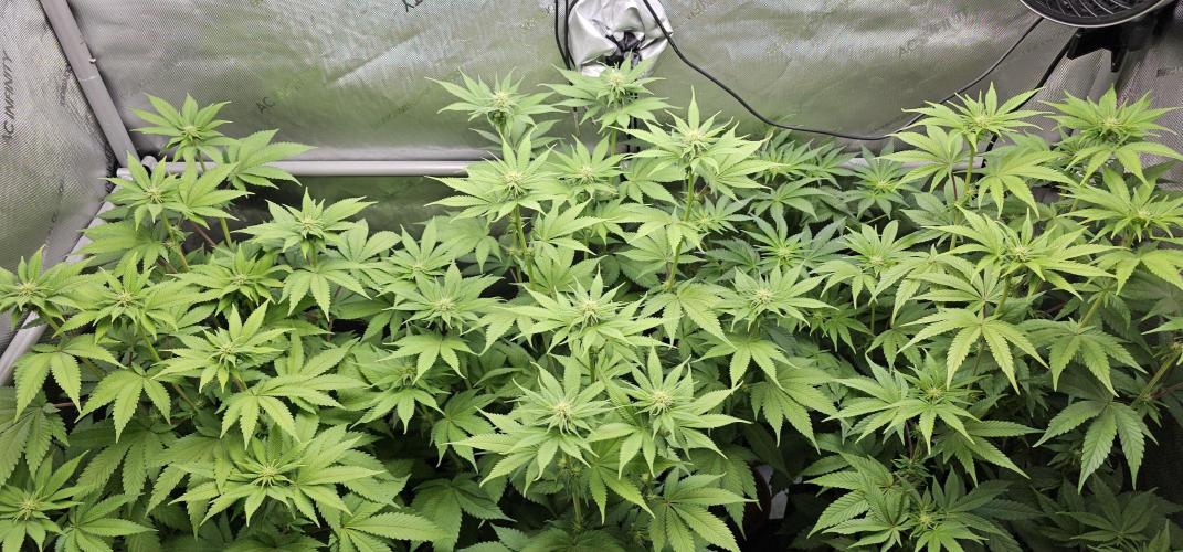 EliteFree Zone 3 Strains 1 Tent Zero Ego. Week 8 - 23.3
BT 18