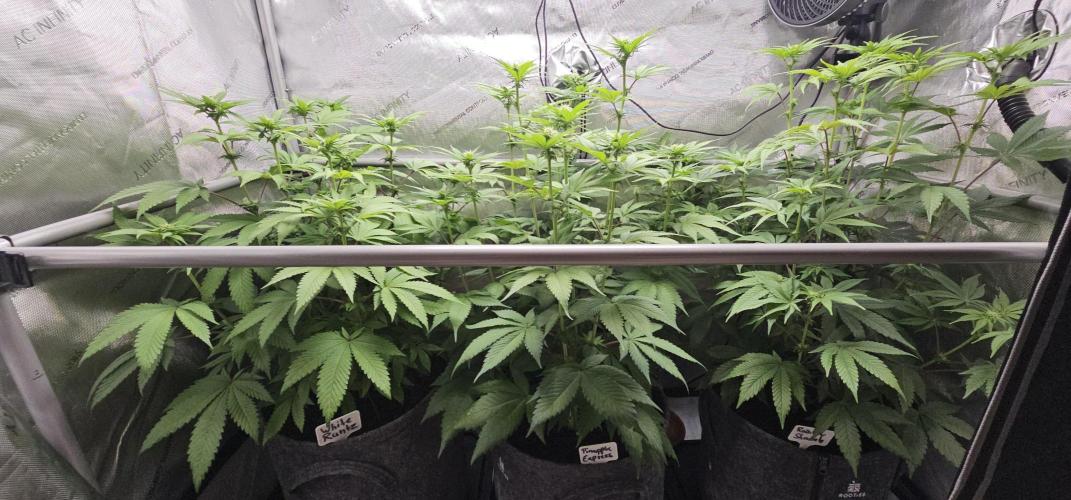 EliteFree Zone 3 Strains 1 Tent Zero Ego. Week 8 - 23.3
BT 18
