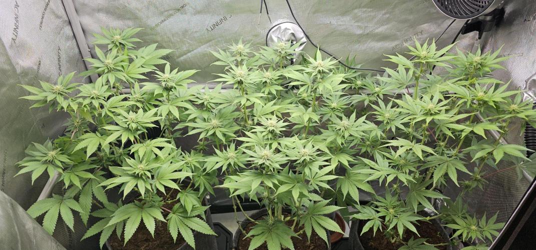 EliteFree Zone 3 Strains 1 Tent Zero Ego. Week 8 - 26.3
BT 21