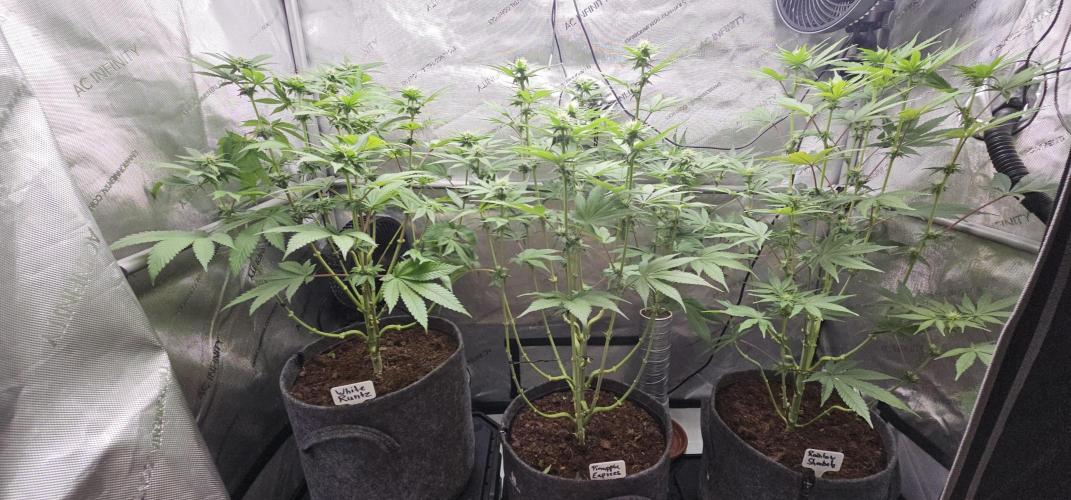 EliteFree Zone 3 Strains 1 Tent Zero Ego. Week 8 - 26.3
BT 21