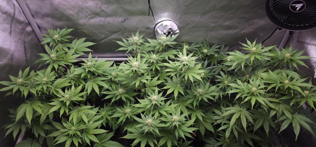 EliteFree Zone 3 Strains 1 Tent Zero Ego. Week 9 - 27.3
BT22