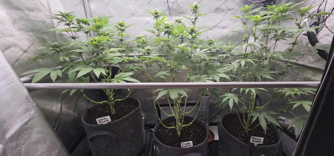 EliteFree Zone 3 Strains 1 Tent Zero Ego. Week 9 - 27.3
BT22