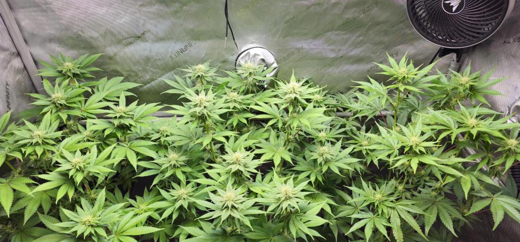 EliteFree Zone 3 Strains 1 Tent Zero Ego. Week 9 - 29.3
BT24