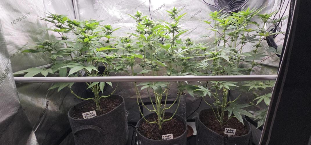 EliteFree Zone 3 Strains 1 Tent Zero Ego. Week 9 - 29.3
BT24