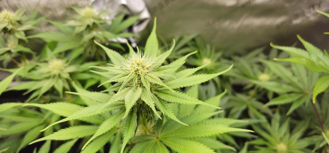 EliteFree Zone 3 Strains 1 Tent Zero Ego. Week 9 - Pinapple Express BT24