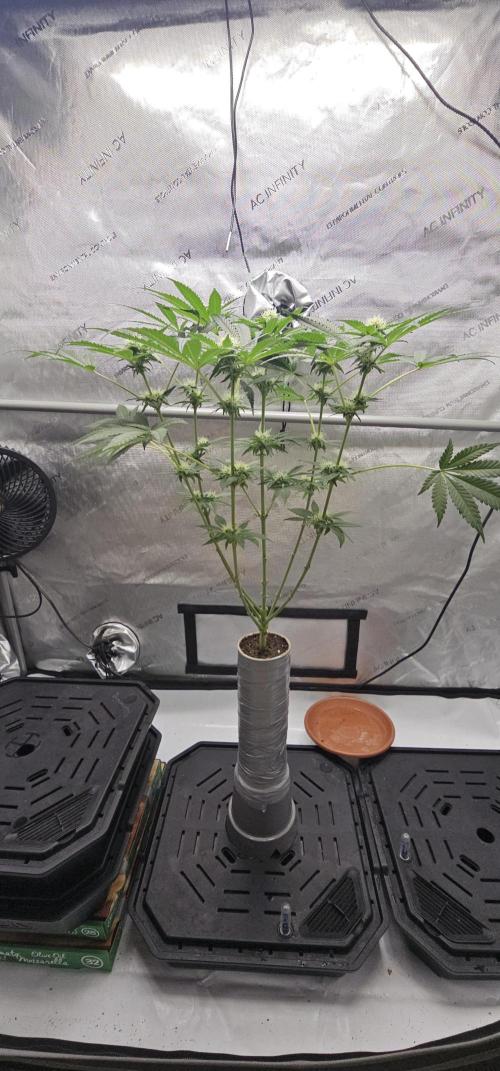 EliteFree Zone 3 Strains 1 Tent Zero Ego. Week 9 - 31.3