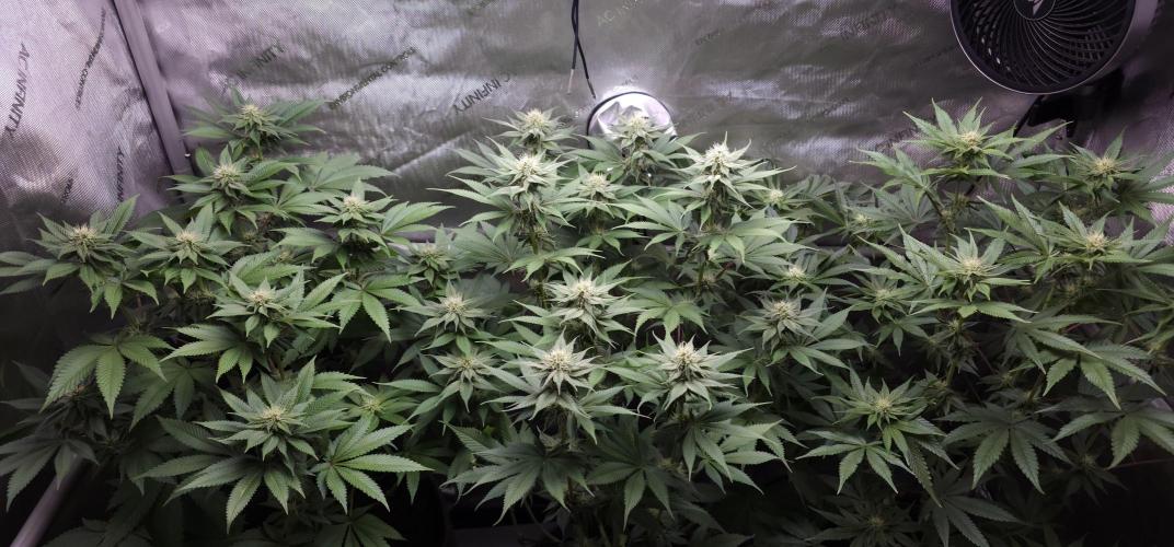 EliteFree Zone 3 Strains 1 Tent Zero Ego. Week 9 - 31.3