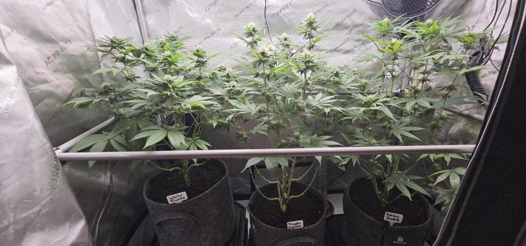 EliteFree Zone 3 Strains 1 Tent Zero Ego. Week 9 - 31.3
