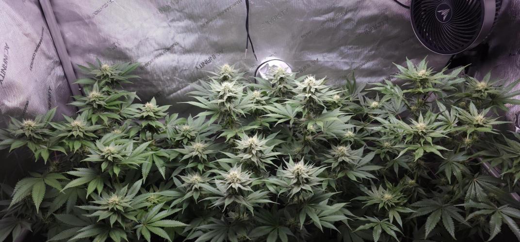 EliteFree Zone 3 Strains 1 Tent Zero Ego. Week 10 - 2.4