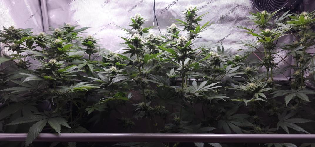 EliteFree Zone 3 Strains 1 Tent Zero Ego. Week 10 - 2.4