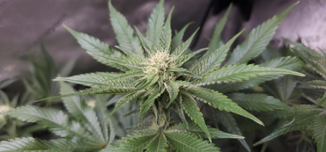 EliteFree Zone 3 Strains 1 Tent Zero Ego. Week 10 - Rainbow Sherbet BT28