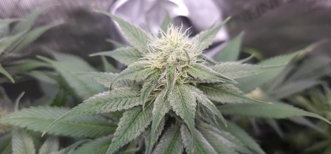 EliteFree Zone 3 Strains 1 Tent Zero Ego. Week 10 - Pineapple Express BT28