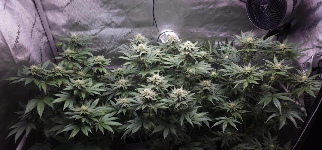 EliteFree Zone 3 Strains 1 Tent Zero Ego. Week 10 - 4.4
