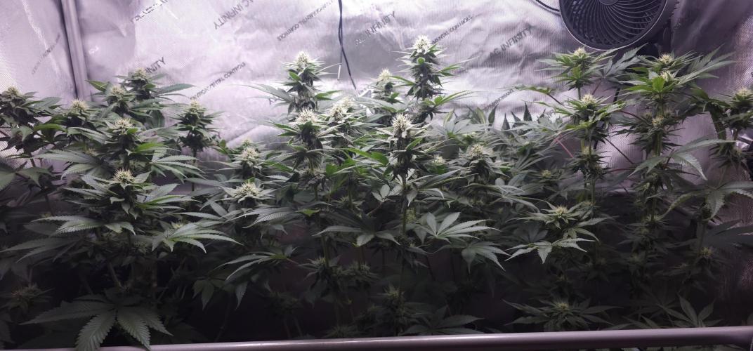 EliteFree Zone 3 Strains 1 Tent Zero Ego. Week 10 - 4.4
