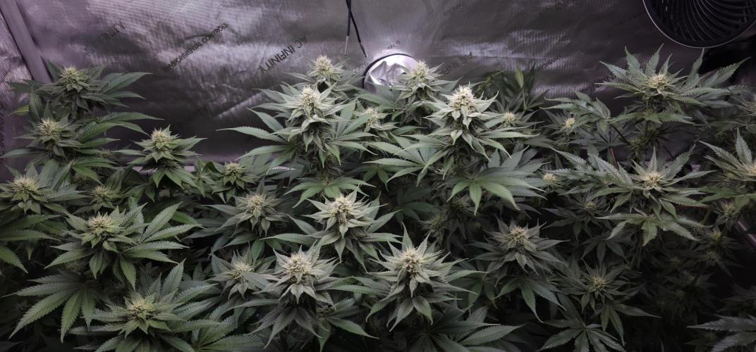EliteFree Zone 3 Strains 1 Tent Zero Ego. Week 10 - 6.4