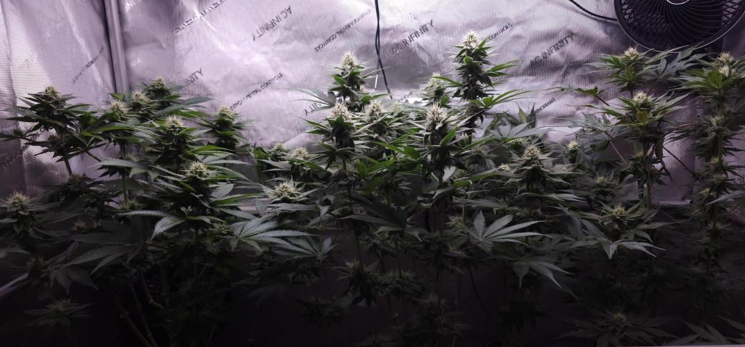 EliteFree Zone 3 Strains 1 Tent Zero Ego. Week 10 - 6.4