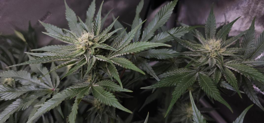 EliteFree Zone 3 Strains 1 Tent Zero Ego. Week 10 - 6.4 Rainbow Sherbet