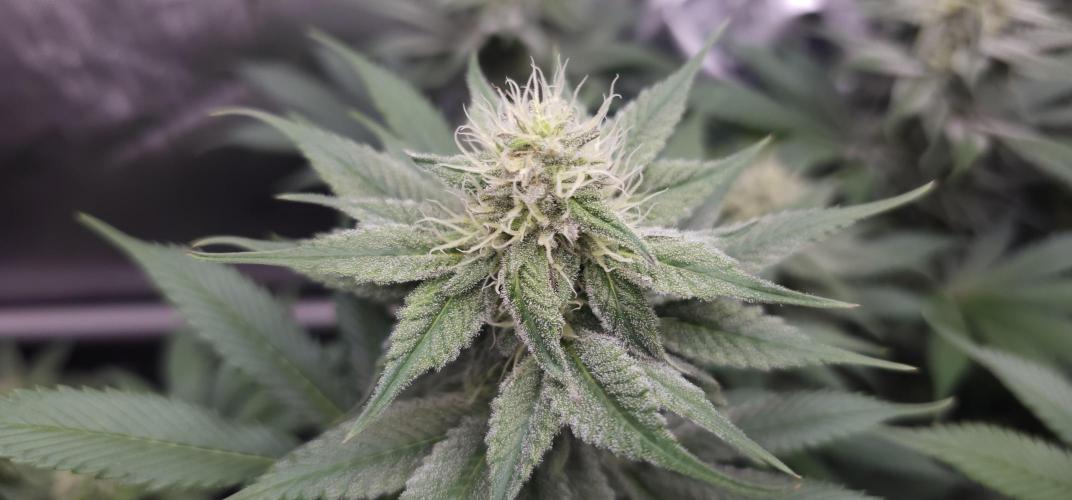 EliteFree Zone 3 Strains 1 Tent Zero Ego. Week 10 - 6.4 Pineapple Express