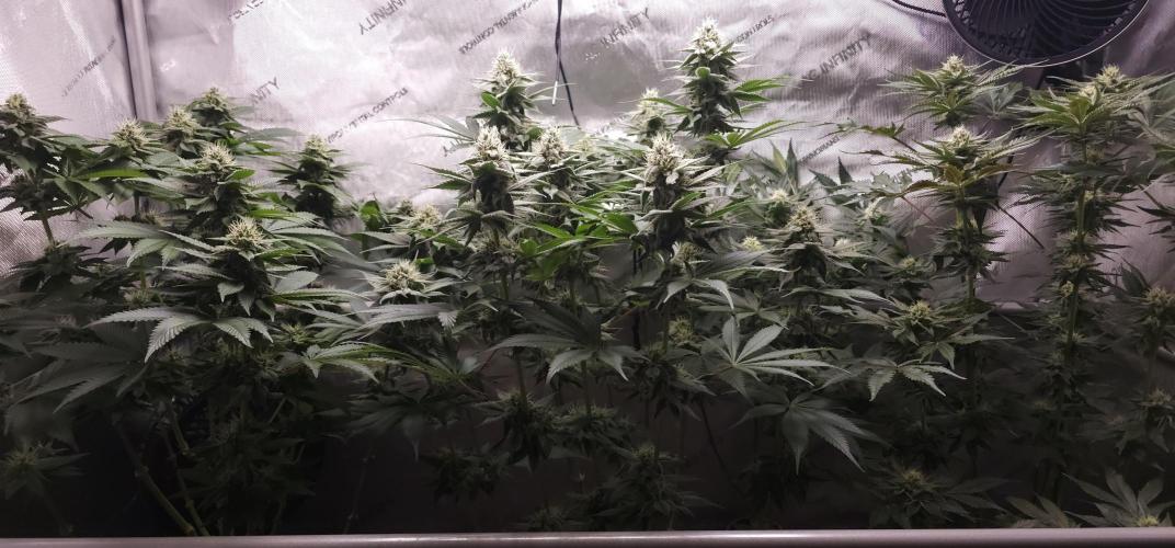 EliteFree Zone 3 Strains 1 Tent Zero Ego. Week 10 - 9.4