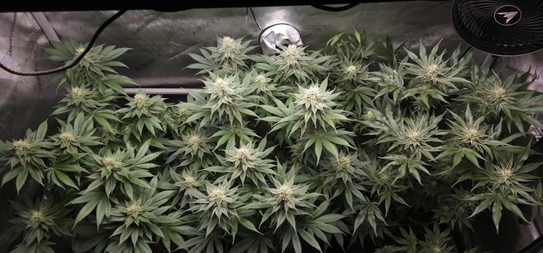 EliteFree Zone 3 Strains 1 Tent Zero Ego. Week 10 - 9.4