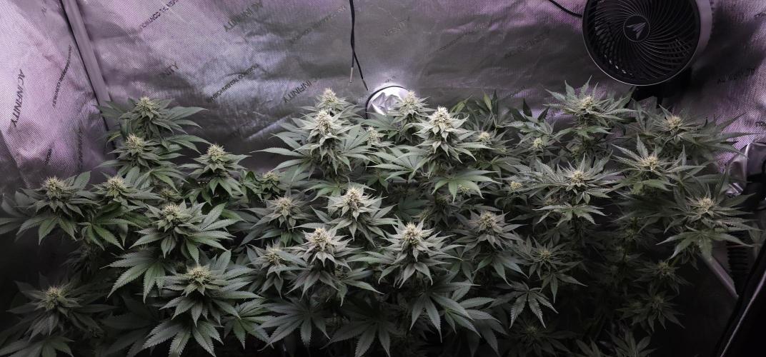EliteFree Zone 3 Strains 1 Tent Zero Ego. Week 10 - 9.4