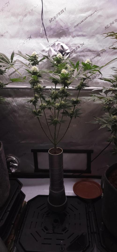 EliteFree Zone 3 Strains 1 Tent Zero Ego. Week 11 - 10.4 Tripple Cheese Experiment. Größe jetzt  49 cm