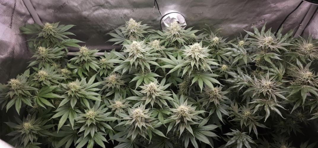 EliteFree Zone 3 Strains 1 Tent Zero Ego. Week 11 - 13.4