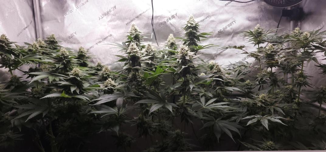 EliteFree Zone 3 Strains 1 Tent Zero Ego. Week 11 - 13.4