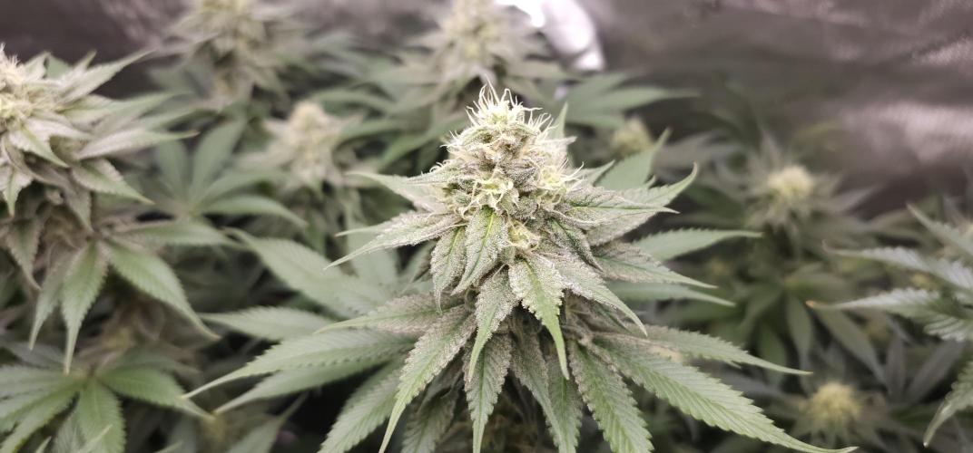 EliteFree Zone 3 Strains 1 Tent Zero Ego. Week 11 - Pineapple Express 13.4