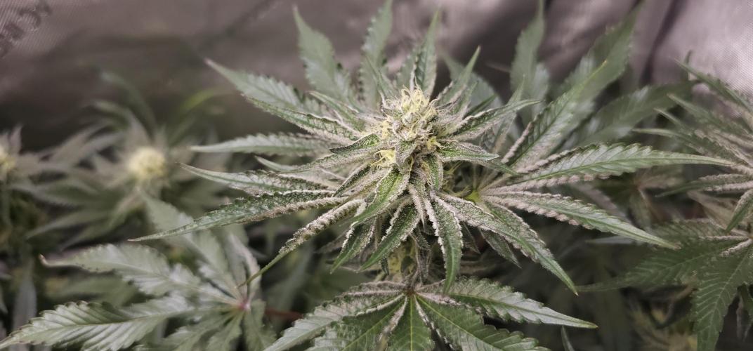 EliteFree Zone 3 Strains 1 Tent Zero Ego. Week 11 - Rainbow Sherbet 13.4