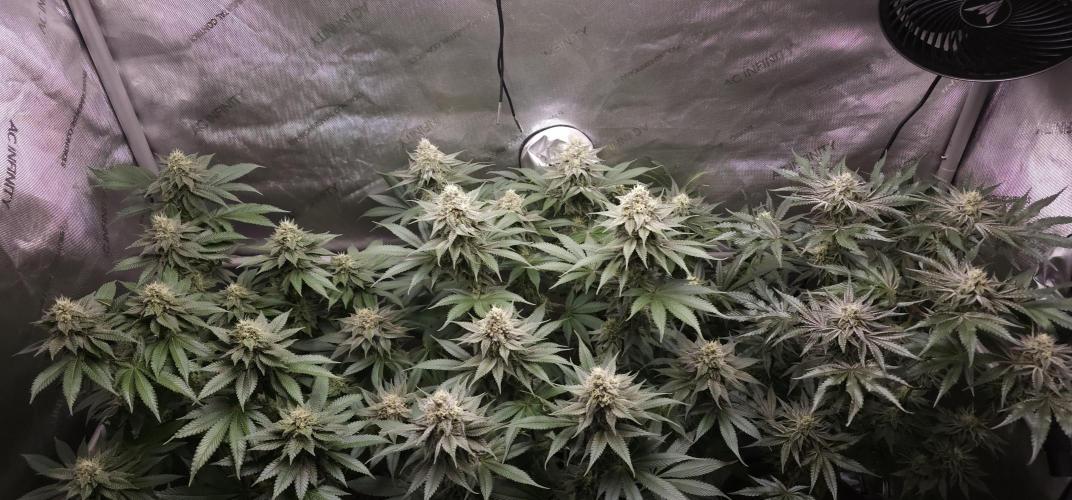EliteFree Zone 3 Strains 1 Tent Zero Ego. Week 11 - 16.4