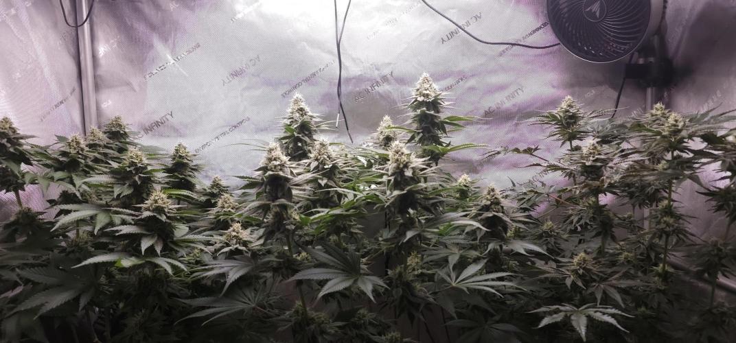 EliteFree Zone 3 Strains 1 Tent Zero Ego. Week 11 - 16.4