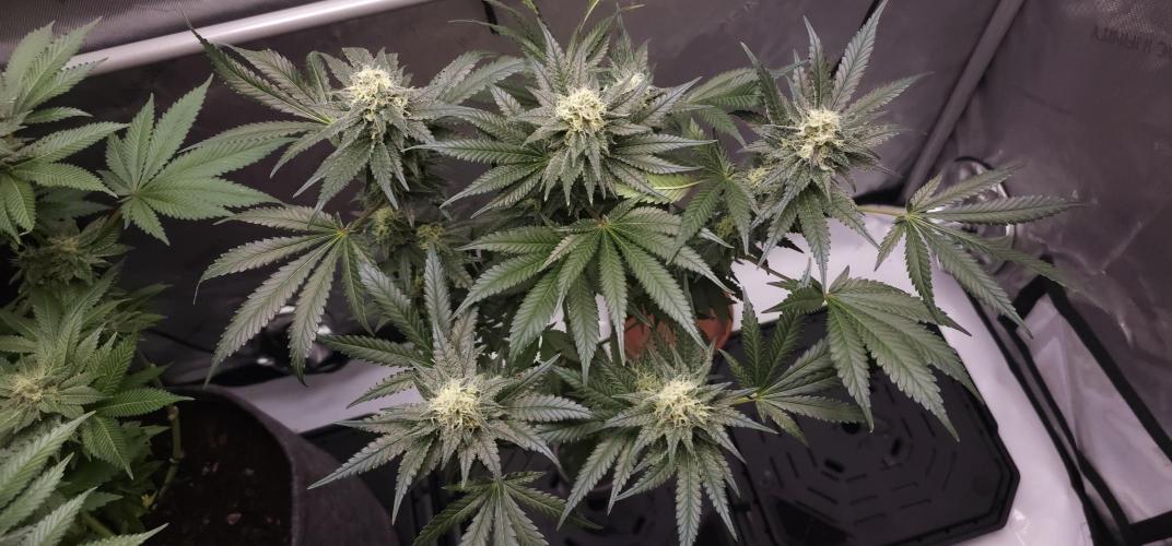 EliteFree Zone 3 Strains 1 Tent Zero Ego. Week 12 - Tripple Cheese Pringles Can 18.4