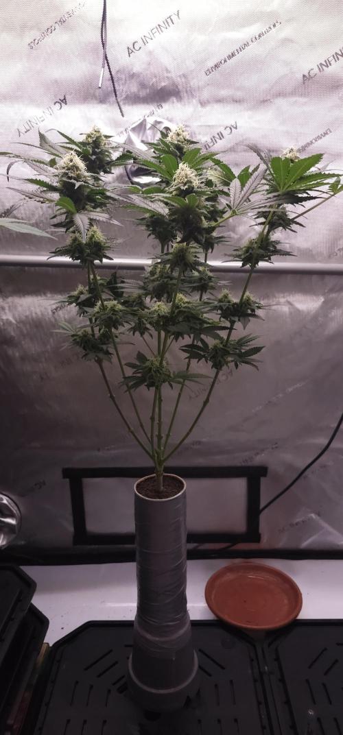 EliteFree Zone 3 Strains 1 Tent Zero Ego. Week 12 - Tripple Cheese 50cm
18.4