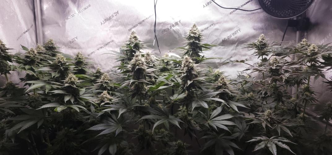 EliteFree Zone 3 Strains 1 Tent Zero Ego. Week 12 - 18.4