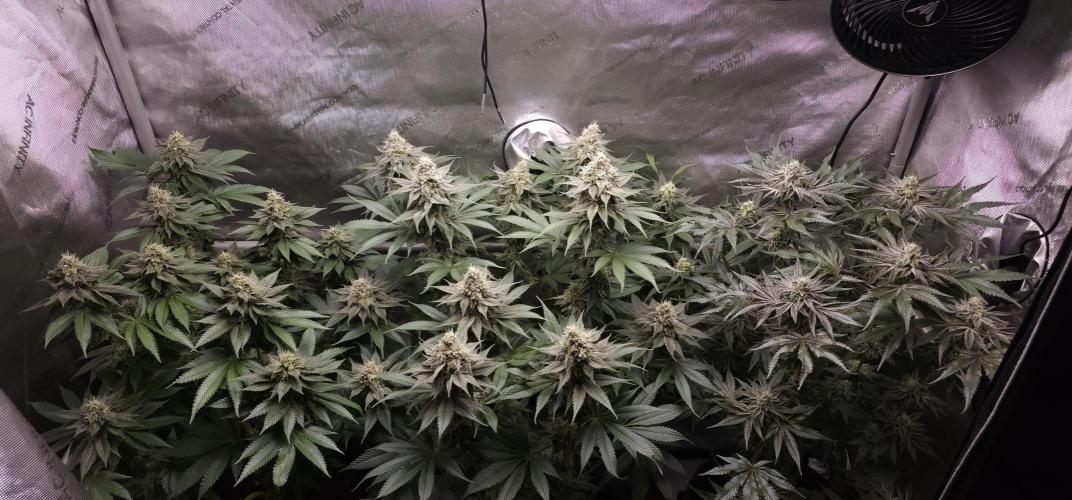 EliteFree Zone 3 Strains 1 Tent Zero Ego. Week 12 - 18.4
