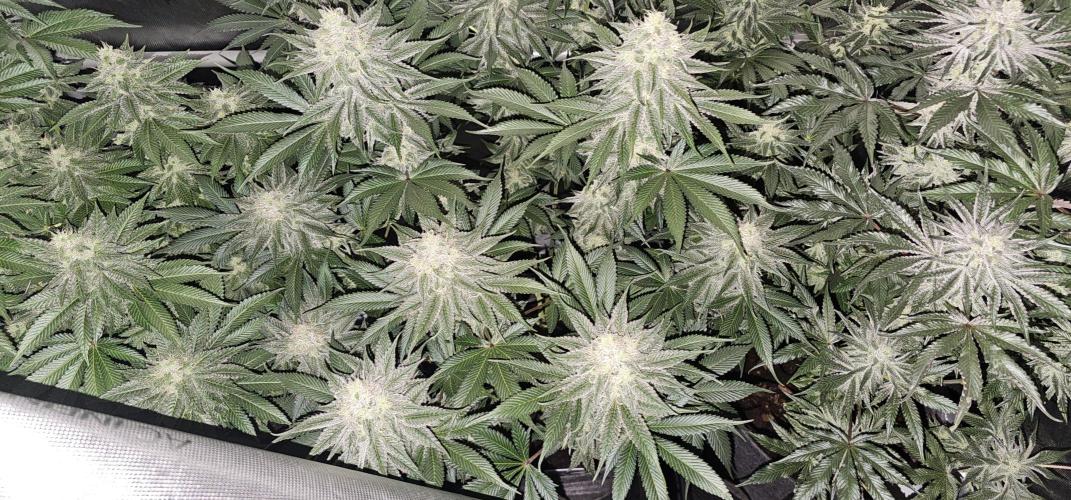 EliteFree Zone 3 Strains 1 Tent Zero Ego. Week 12 - 20.4