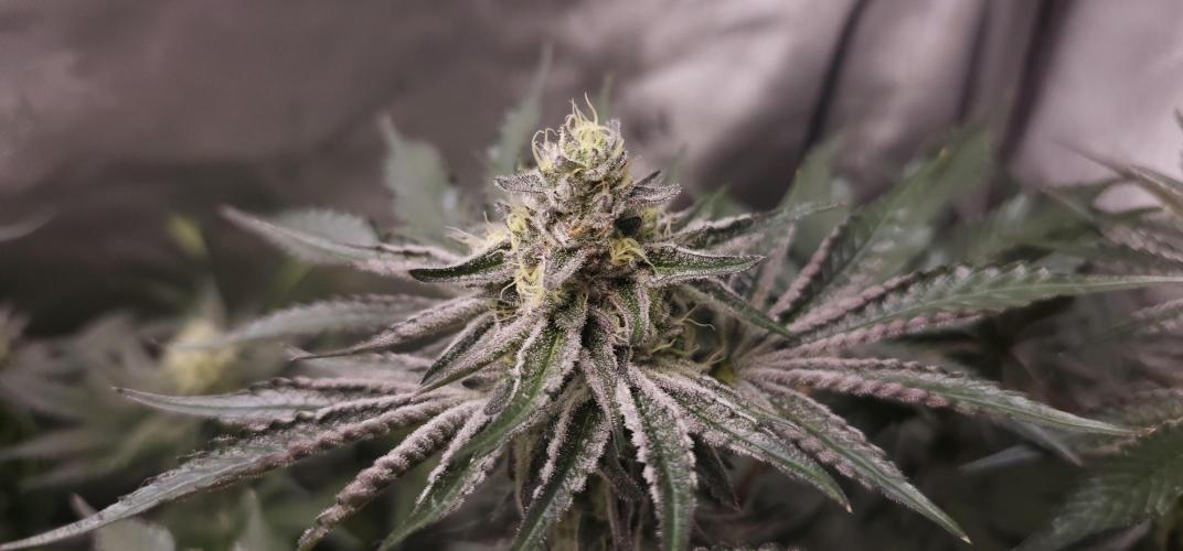 EliteFree Zone 3 Strains 1 Tent Zero Ego. Week 12 - Rainbow Sherbet