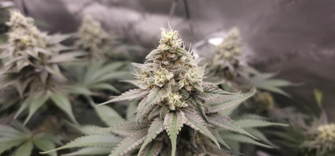 EliteFree Zone 3 Strains 1 Tent Zero Ego. Week 12 - Pineapple Express