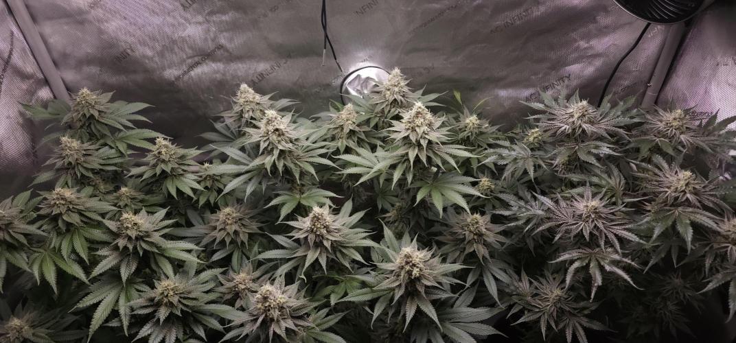 EliteFree Zone 3 Strains 1 Tent Zero Ego. Week 12 - 20.4