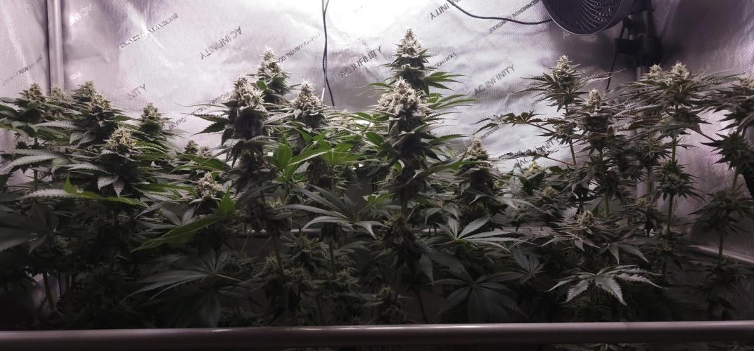 EliteFree Zone 3 Strains 1 Tent Zero Ego. Week 12 - 20.4