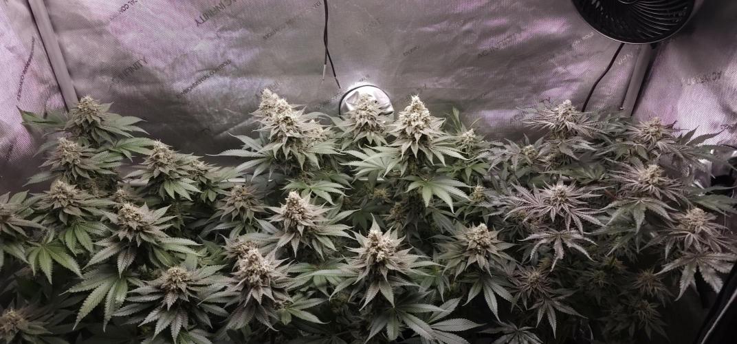 EliteFree Zone 3 Strains 1 Tent Zero Ego. Week 13 - 24.4