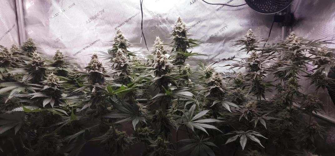 EliteFree Zone 3 Strains 1 Tent Zero Ego. Week 13 - 24.4