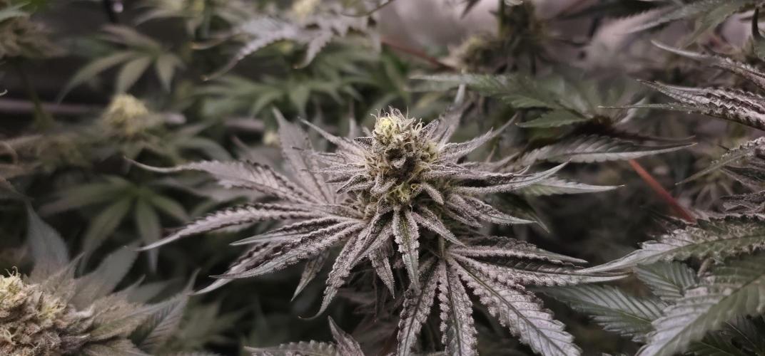 EliteFree Zone 3 Strains 1 Tent Zero Ego. Week 13 - Rainbow sherbet